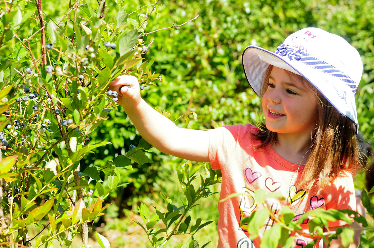 A young girl picks blueberries.