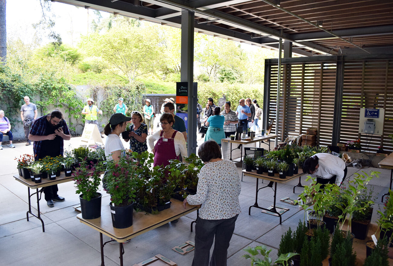 People look at tables with plants on them at the Bellevue Botanical Garden.
