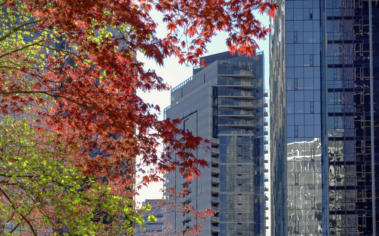 High-rise commercial and residential buildings stand in downtown Bellevue, with a maple tree in front of them.