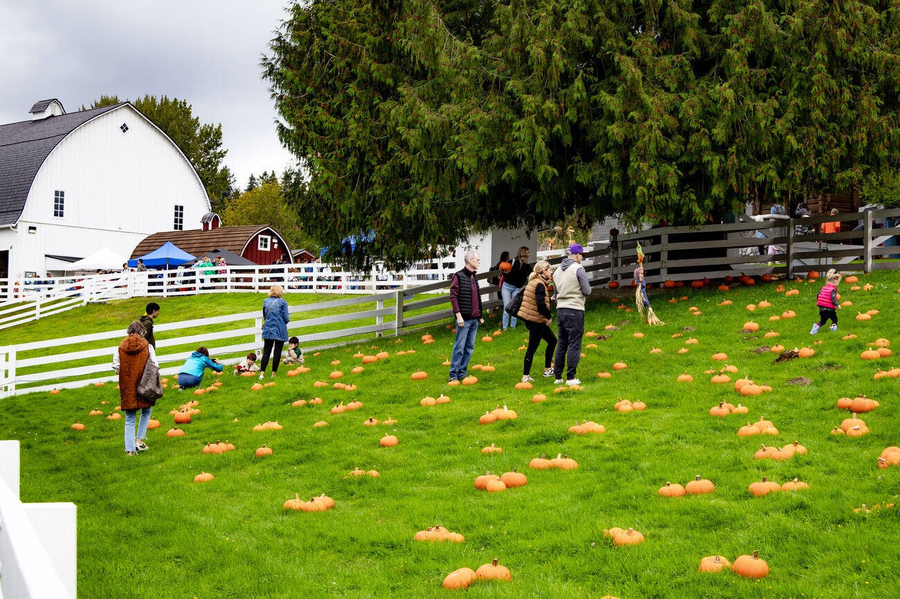 People pick pumpkins from a field where they are strewn around. A barn is in the background.