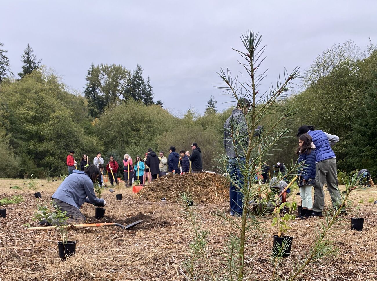 People planting trees in park.