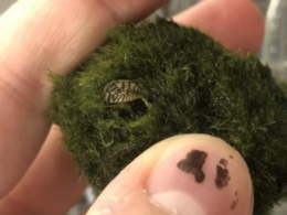 Photo of zebra mussels on moss, courtesy Missouri Dept of Conservation
