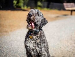 Gray-colored dog at off-leash dog park in Bellevue