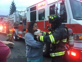 Firefighter gives rescued cat to owner
