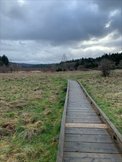 Photo of boardwalk trail