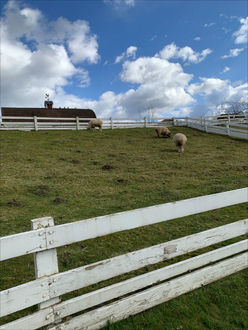Photo of pasture 