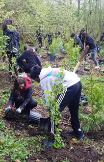 Volunteers plant trees at Bellevue's annual Arbor Day-Earth Day celebration.