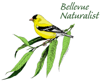 image of yellow and black bird on a branch. Text reads "Bellevue Naturalist"
