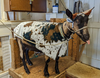 Image of goat in cow costume with tongue sticking out