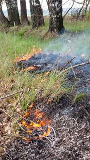 Image of a small fire starting to spread in dry grass
