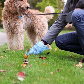 Image of dog on a leash in a park with the dog walker paused and kneeling down to pick up dog poop with a dog waste bag over their hand.