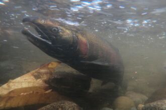Image of a salmon in one of Bellevue's streams.