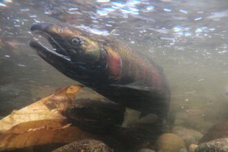 Image of salmon spawning in a local Bellevue stream.