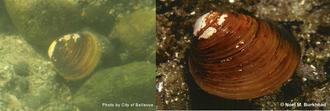 Invasive species: Asian clams