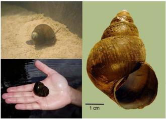 Invasive species: Chinese Mystery Snail