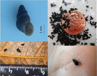 Invasive species: New Zealand mudsnails
