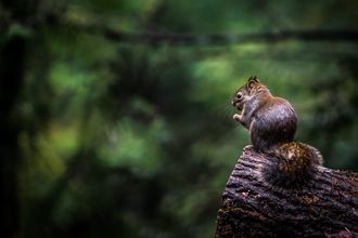 Image of squirrel on a log