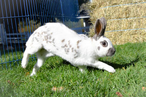 Image of white bunny hopping in grass