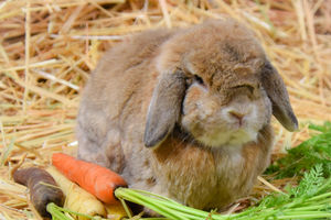 Image of brown bunny next to carrots and sitting on hay
