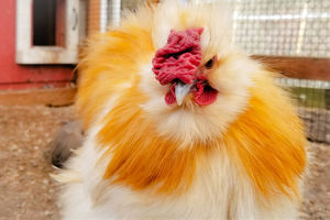 photo of fluffy brown and white chicken looking at camera