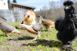image of flock of chickens on farm