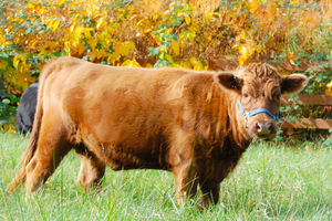 Image of Bella, a brown cow, on a meadow
