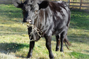 Image of black cow on green grass, eating hay and staring at camera