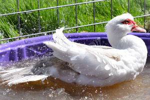 Image of white duck in purple kiddie pool