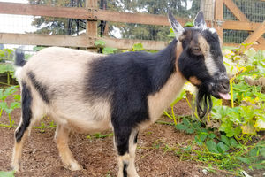 Image of black and tan goat with tongue sticking out, standing in garden