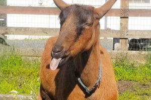 Image of brown goat with tongue sticking out and staring at camera
