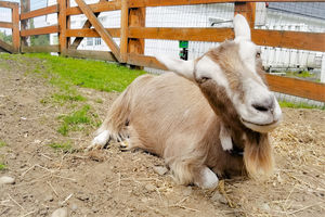 Image of brown goat on field, staring at camera