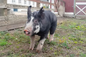 Image of black and white pig on farm, looking at camera