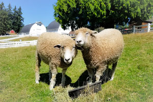 Image of two sheep on meadow, looking at camera
