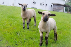 Image of two white sheep on grassy field, looking at camera