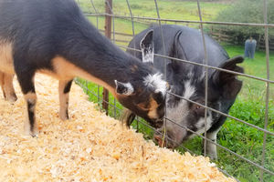 Image of goat sniffing pig through fence