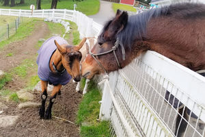 photo of goat and horse