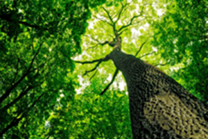 Image of a tree taken from the ground looking up along the trunk.