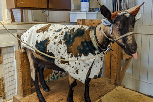 Image of goat in cow costume with tongue sticking out