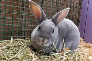 Blueish grey bunny with long ears sticking up