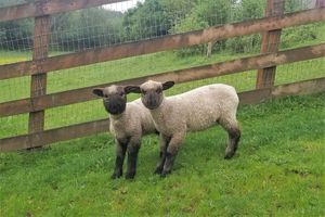 Two young sheep looking at the camera