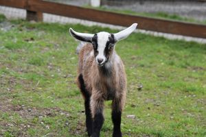 Brown goat with white ears that go out like airplane wings