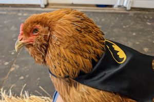 Chicken in a batman cape