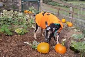 Image of Goat and Pumpkins