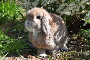 Image of rabbit