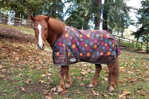 Image of Pony