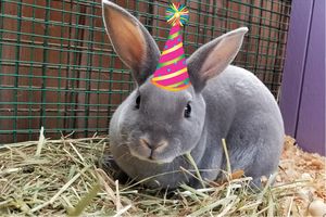 Image of Rabbit with Birthday Hat