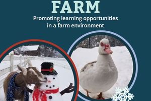 Kelsey Creek Farm - promoting learning opportunities in a farm environment. Photo of a goat wearing a scarf sniffing a snowman and a photo of a white duck in the snow.