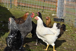 chickens standing in a group