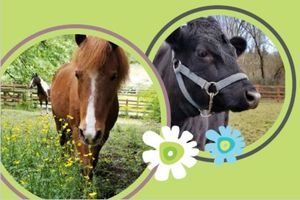 Brown pony and black cow