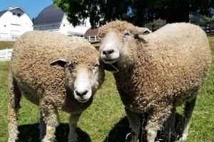Image of two sheep